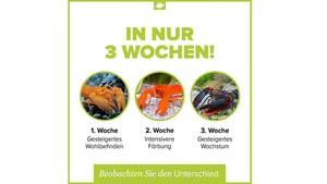 Übersicht von Cherax Krebsen