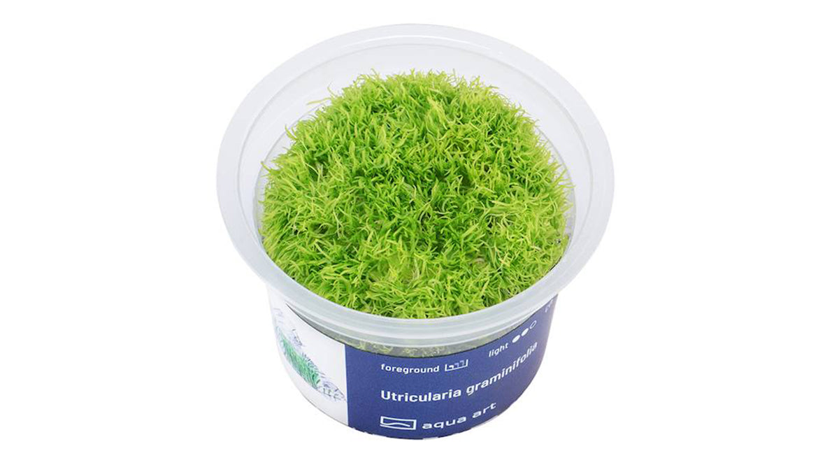 Utricularia graminifolia - InVitro