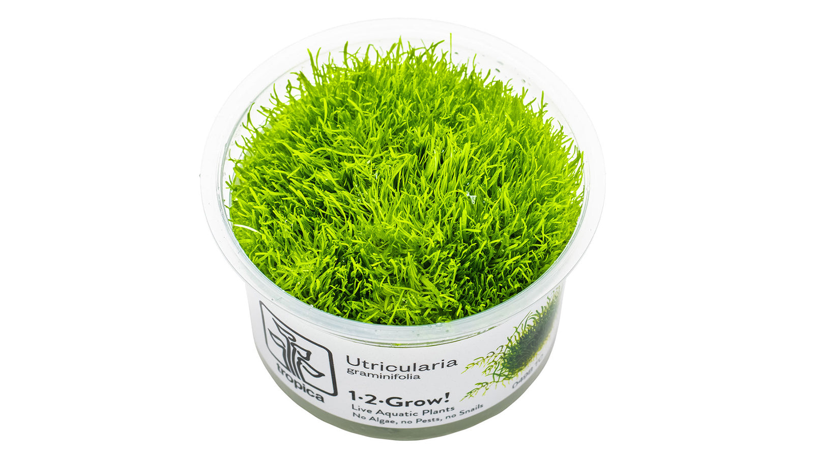 Utricularia graminifolia InVitro Pflanze