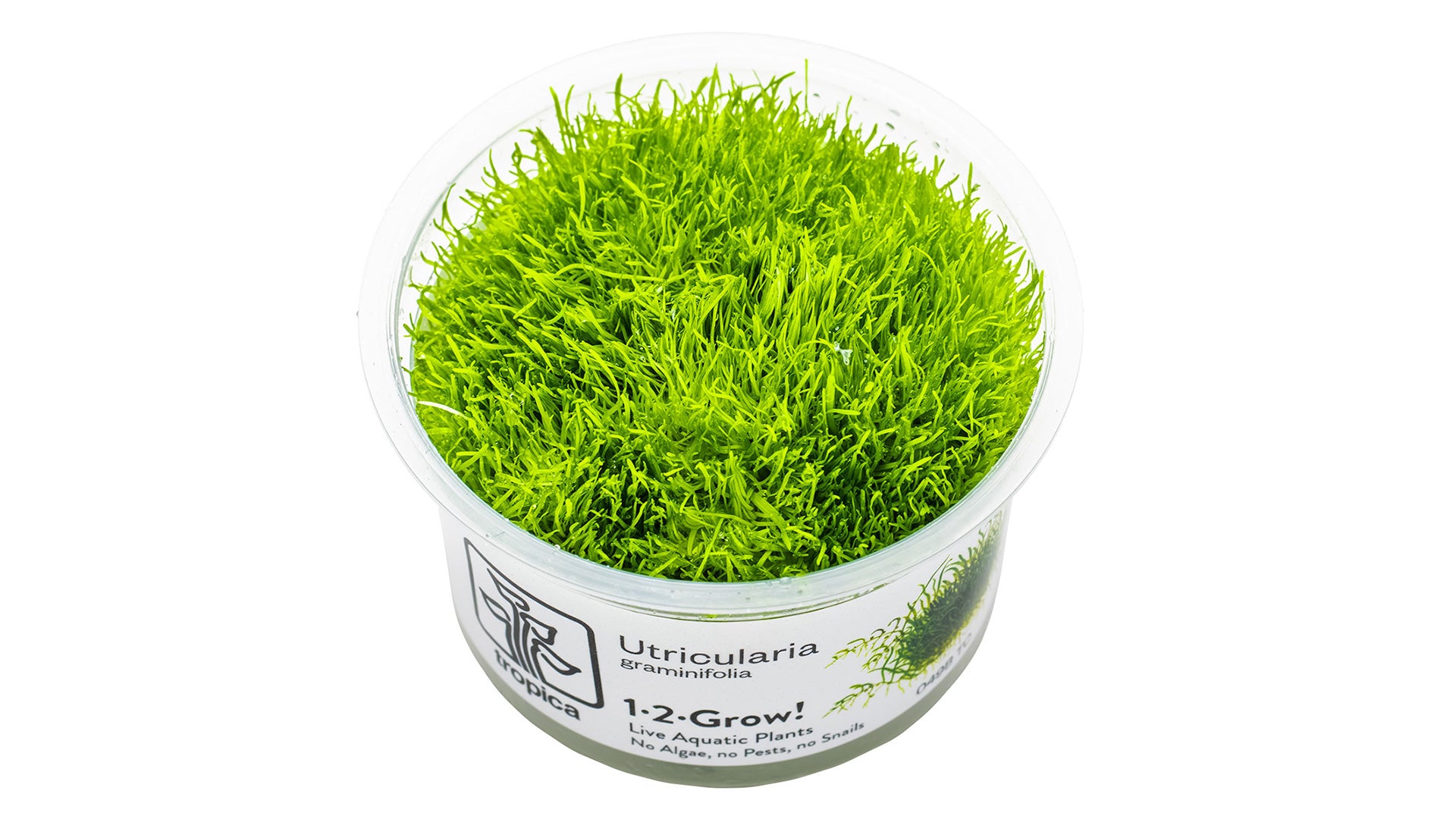 Utricularia graminifolia InVitro Pflanze