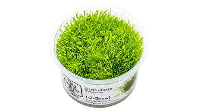 Utricularia graminifolia - Grasblättriger Wasserschlauch