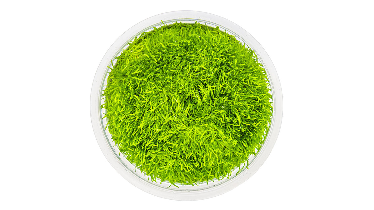 Utricularia graminifolia von oben