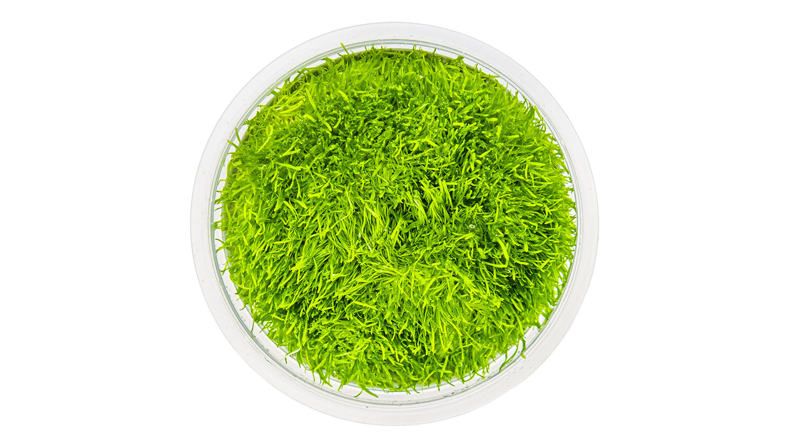 Utricularia graminifolia InVitro Pflanze