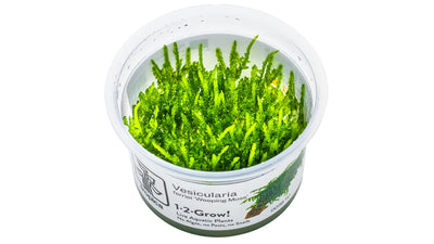 Vesicularia ferriei 'Weeping Moss'