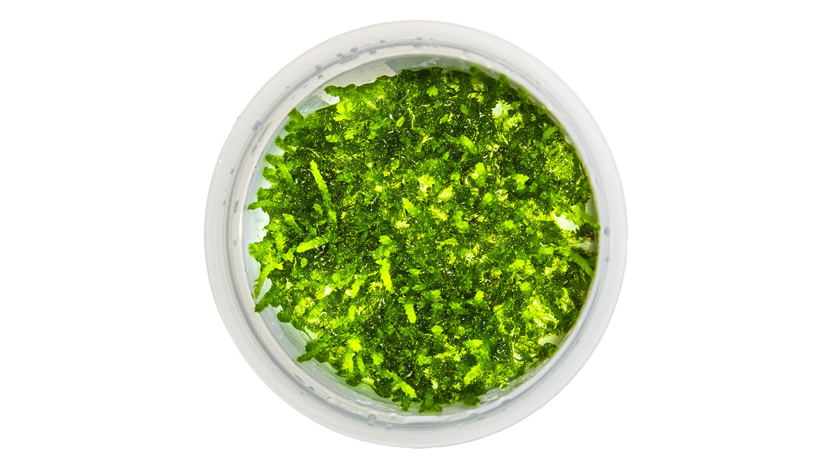 Vesicularia ferriei 'Weeping Moss' von oben