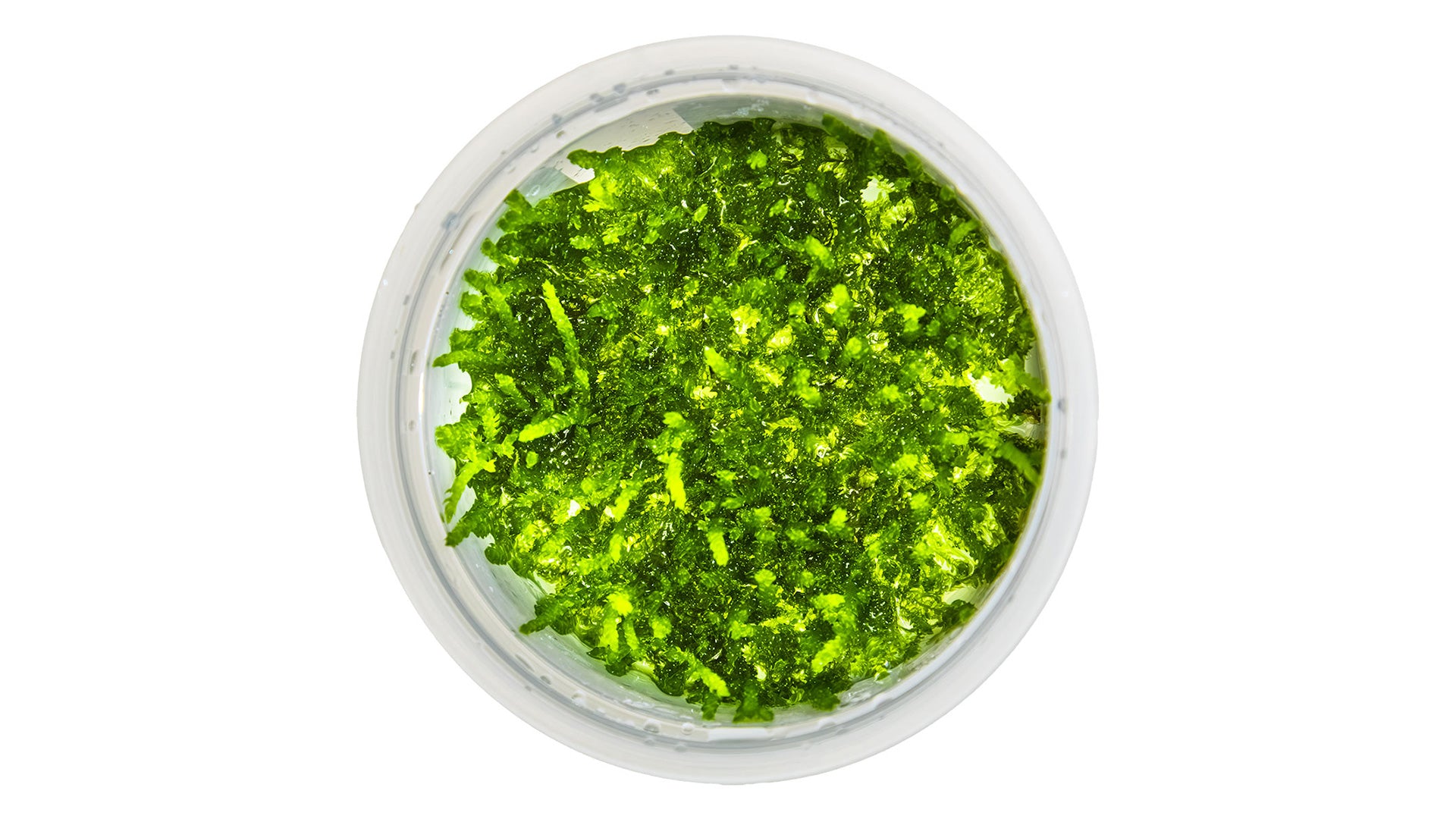 Vesicularia ferriei 'Weeping Moss' InVitro Pflanze