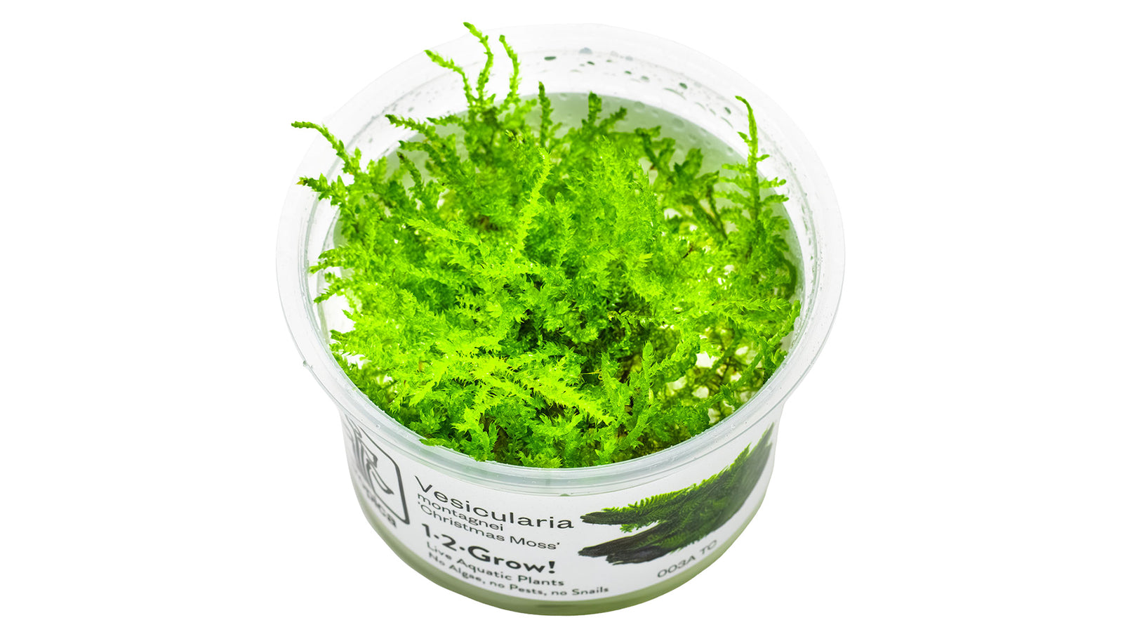 Vesicularia montagnei 'Christmas Moss' InVitro Pflanze