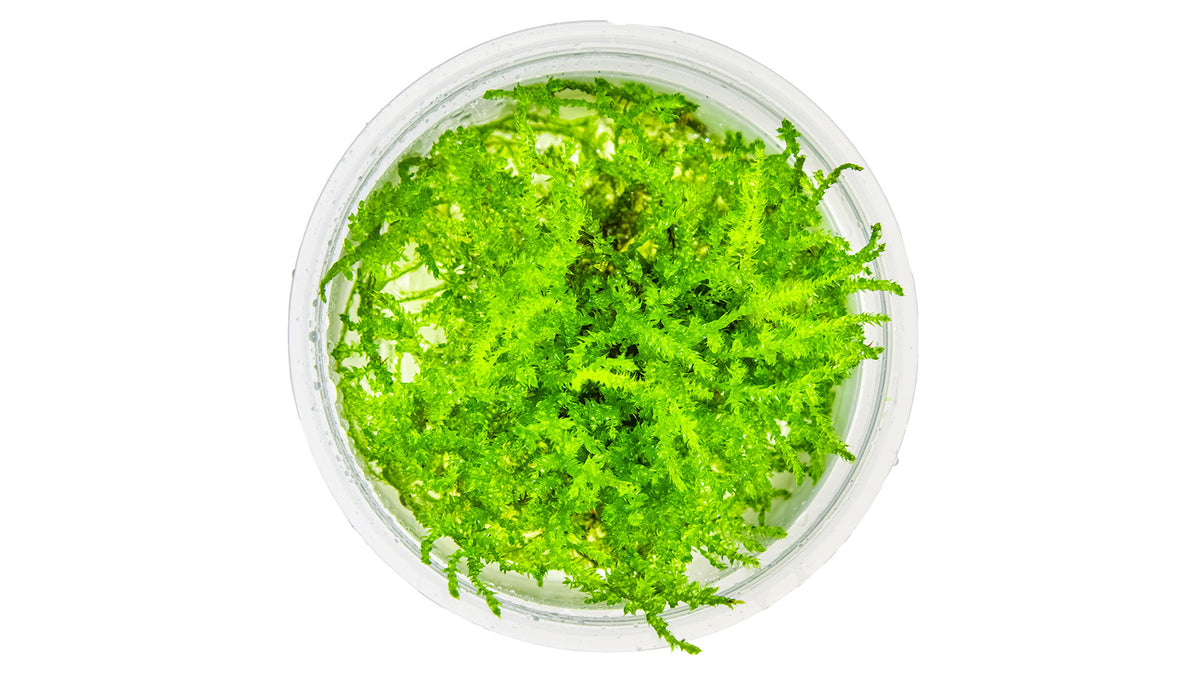 Vesicularia montagnei 'Christmas Moss' von oben