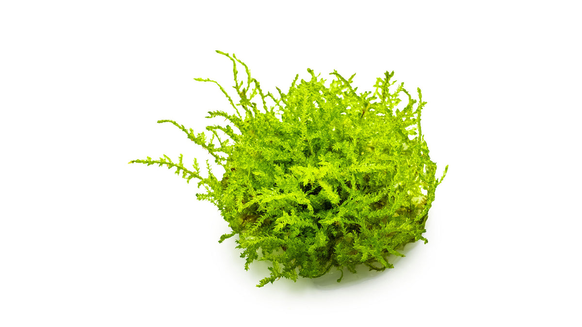 Vesicularia montagnei 'Christmas Moss'