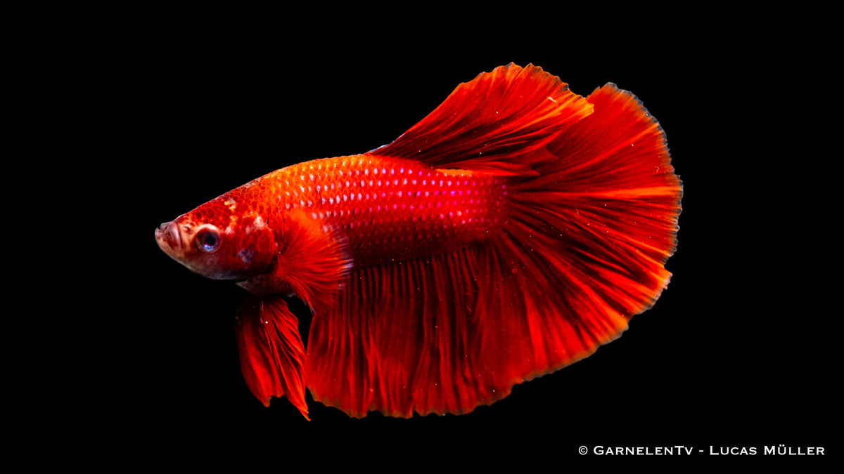 Vibrant Halfmoon Betta male with flowing tail fins