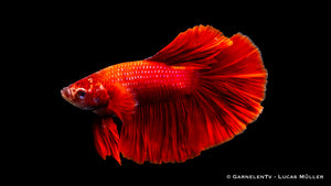 Vibrant Halfmoon Betta male with flowing tail fins