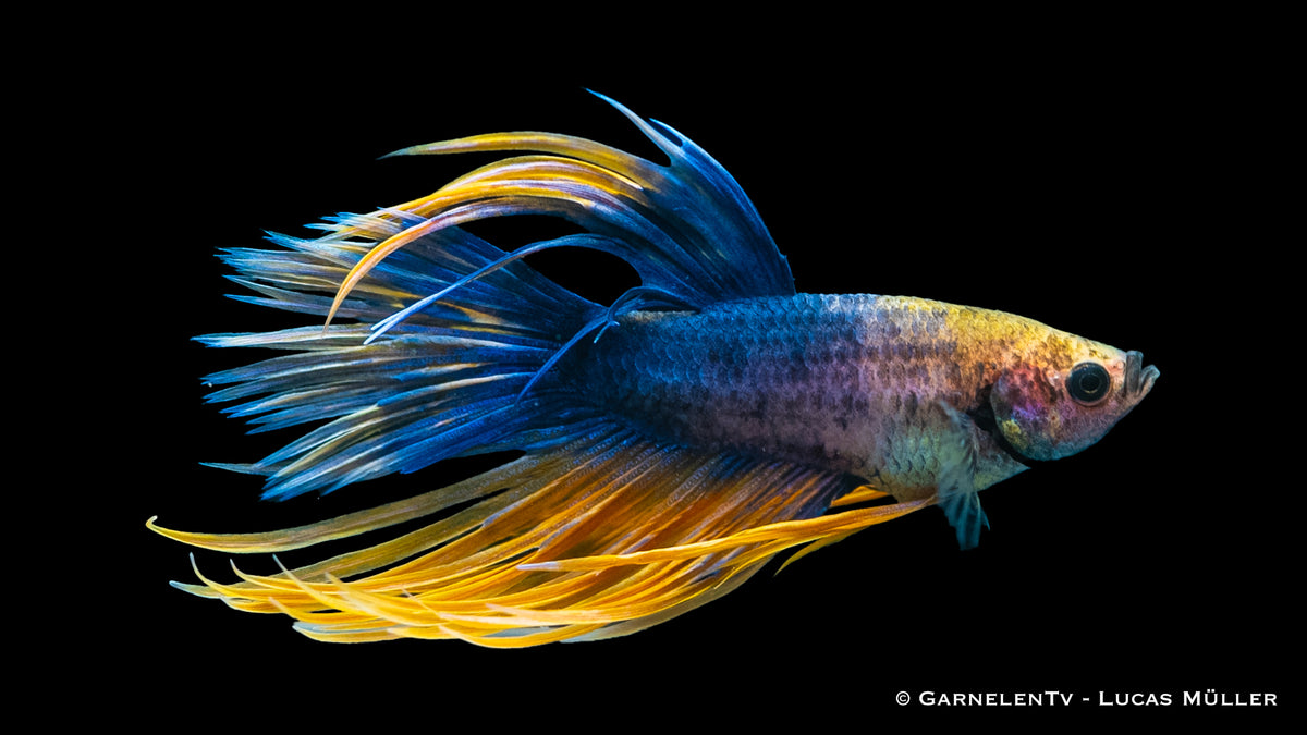Vibrant Kammschwanz Betta in a planted aquarium
