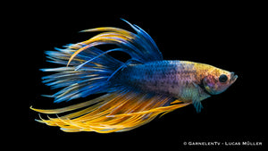 Vibrant Kammschwanz Betta in a planted aquarium
