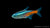 Neonsalmler Jumbo Paracheirodon innesi Swimming in Tank