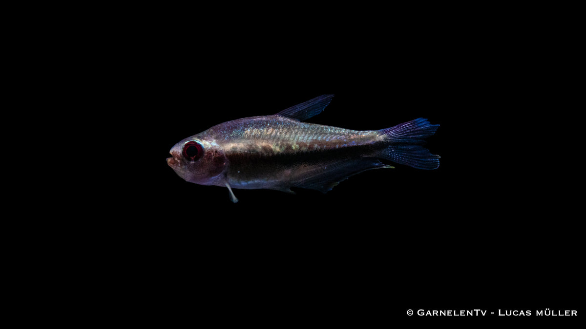 Vibrant Regenbogentetra in freshwater tan