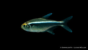 Vibrant Schwarzer Neon Fish Display in Freshwater Tank