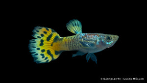 Vibrant Snakeskin Grün Guppy with intricate markings