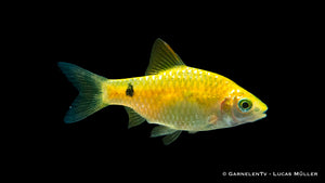 Vibrant gold-colored Prachtbarbe Gold (Pethia conchonius) fish
