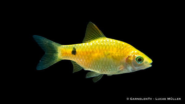 Vibrant gold-colored Prachtbarbe Gold (Pethia conchonius) fish