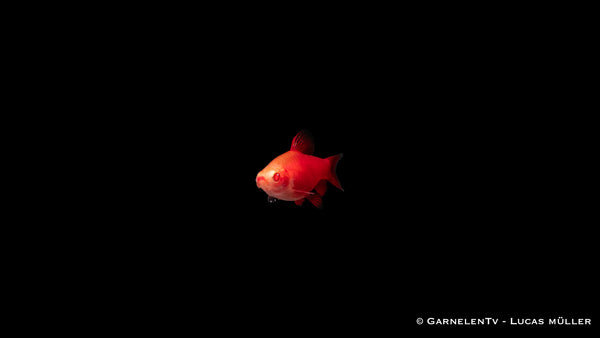 Vibrant red-orange Bitterlingsbarbe Albino Fire Red in aquarium