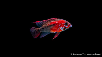 Villavicencio Zwergbuntbarsch - Apistogramma macmasteri