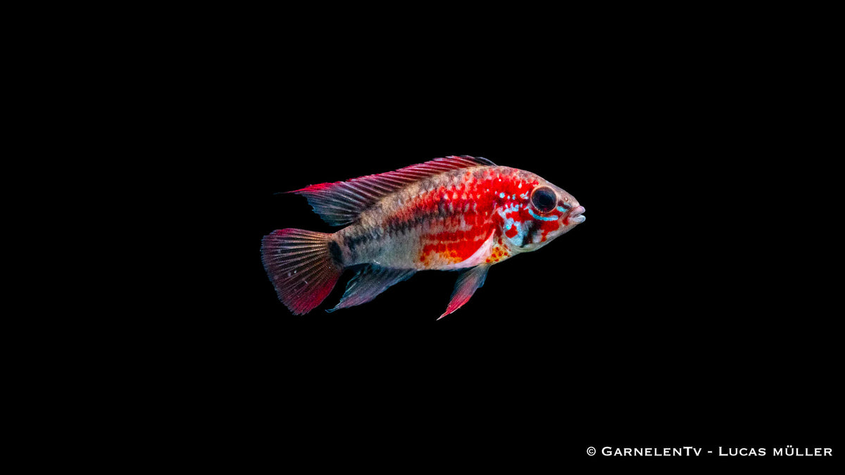 Villavicencio Zwergbuntbarsch - Apistogramma macmasteri im Aquarium