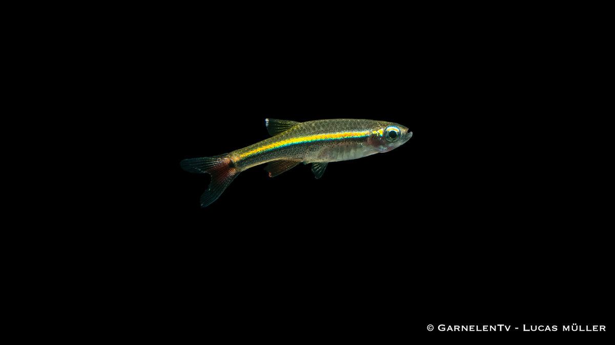 Vietnamesischer Kardinalfisch - Tanichthys micagemmae