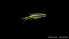 Vietnamesischer Kardinalfisch - Tanichthys micagemmae