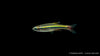 Vietnamesischer Kardinalfisch - Tanichthys micagemmae
