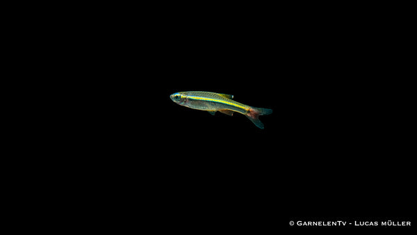 Vietnamesischer Kardinalfisch - Tanichthys micagemmae