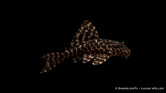 L165 Wabenschilderwels - Glyptoperichthys gibbiceps