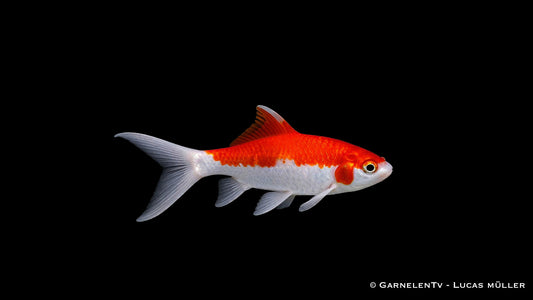 Wakin Goldfisch mit schlanker Körperform und Doppelschwanz im Kaltwasser Aquarium