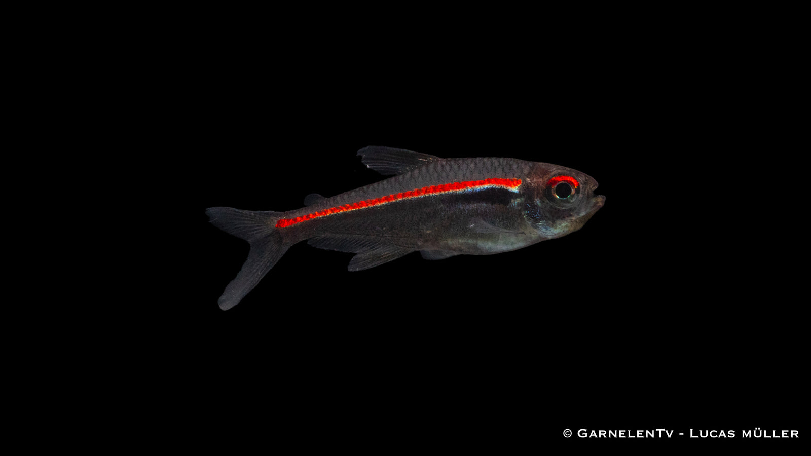 Amapa Glühlichtsalmler Hyphessobrycon amapaensis im Schwarm