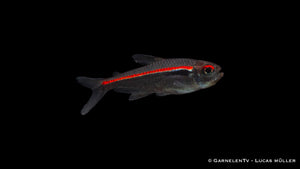 Amapa Glühlichtsalmler Hyphessobrycon amapaensis im Schwarm