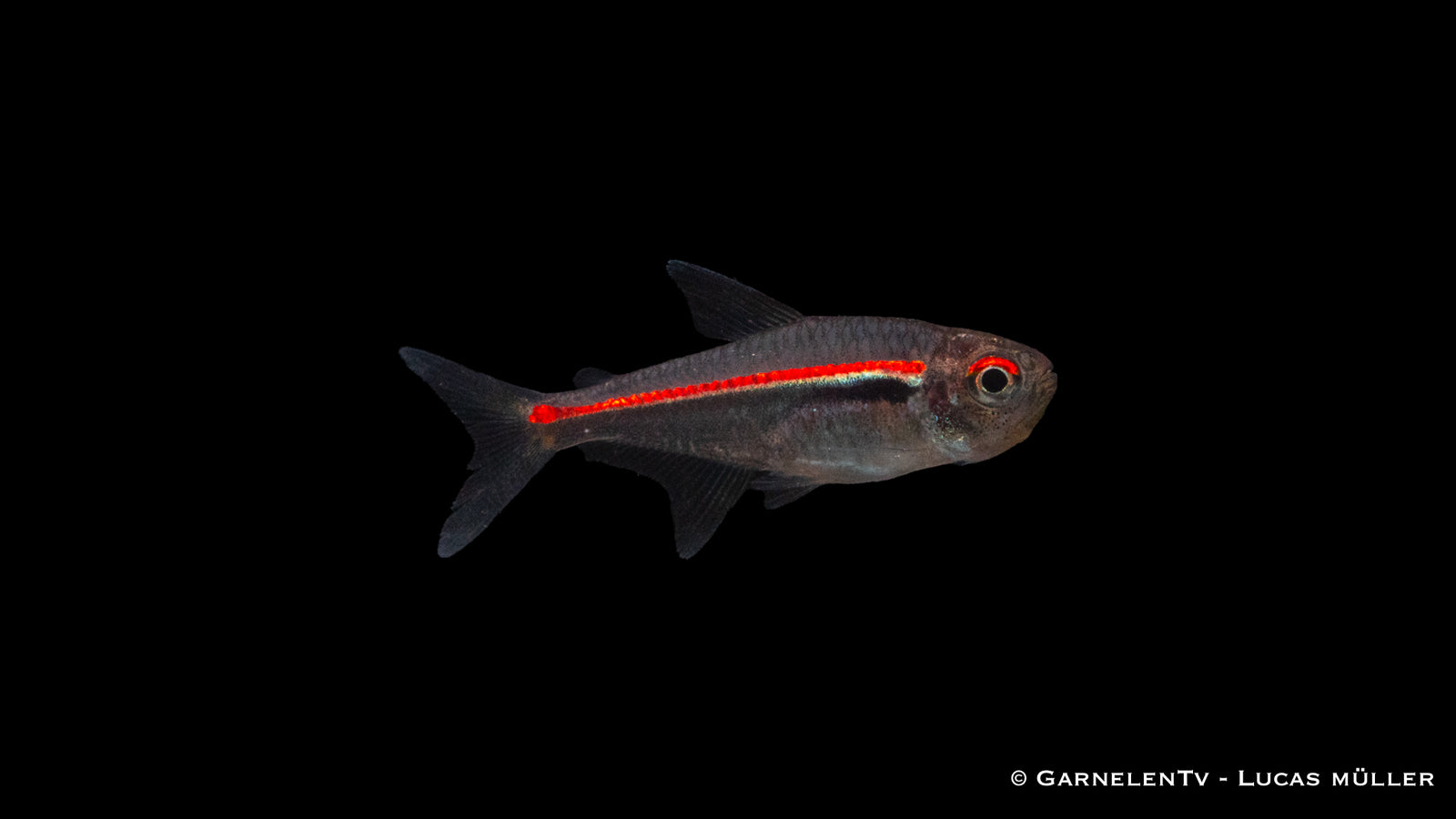 Amapa Glühlichtsalmler Hyphessobrycon amapaensis im Schwarm