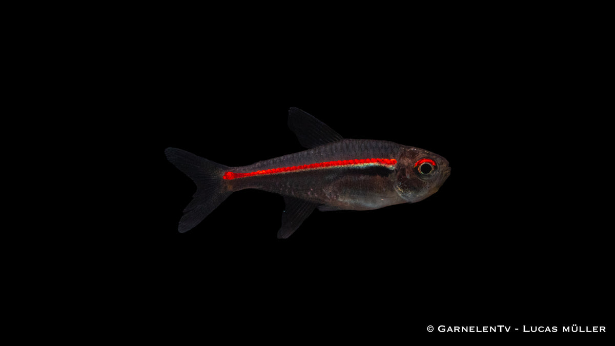Hyphessobrycon amapaensis in einem bepflanzten Aquarium