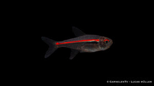 Hyphessobrycon amapaensis in einem bepflanzten Aquarium