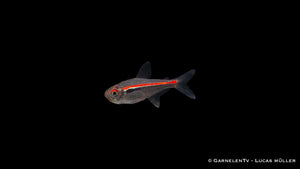 Amapa Glühlichtsalmler schwimmend in einem Schwarm