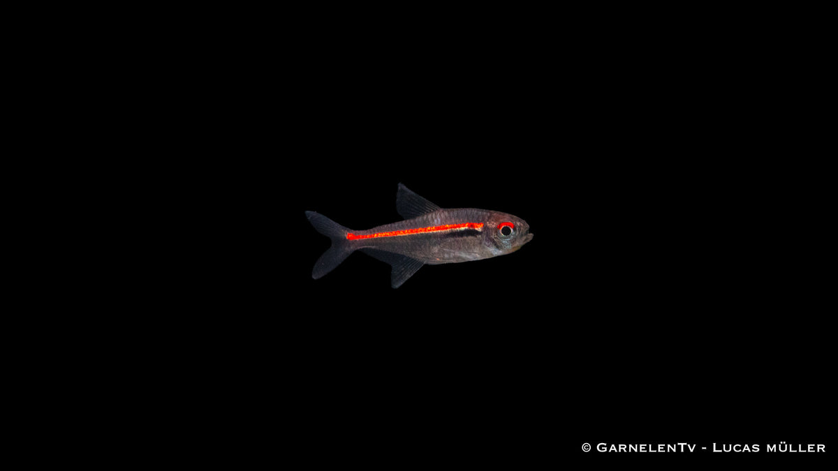 Amapa Glühlichtsalmler mit Zwerggarnelen im Aquarium