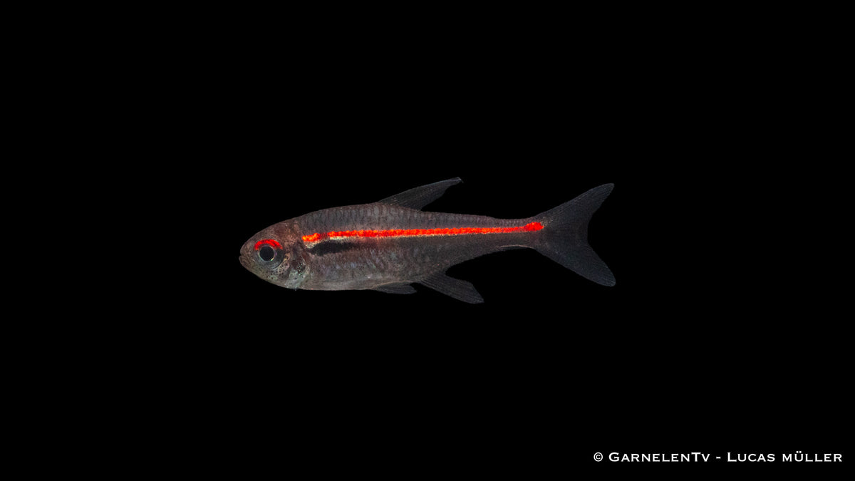 Hyphessobrycon amapaensis mit Pflanzen und Verstecken