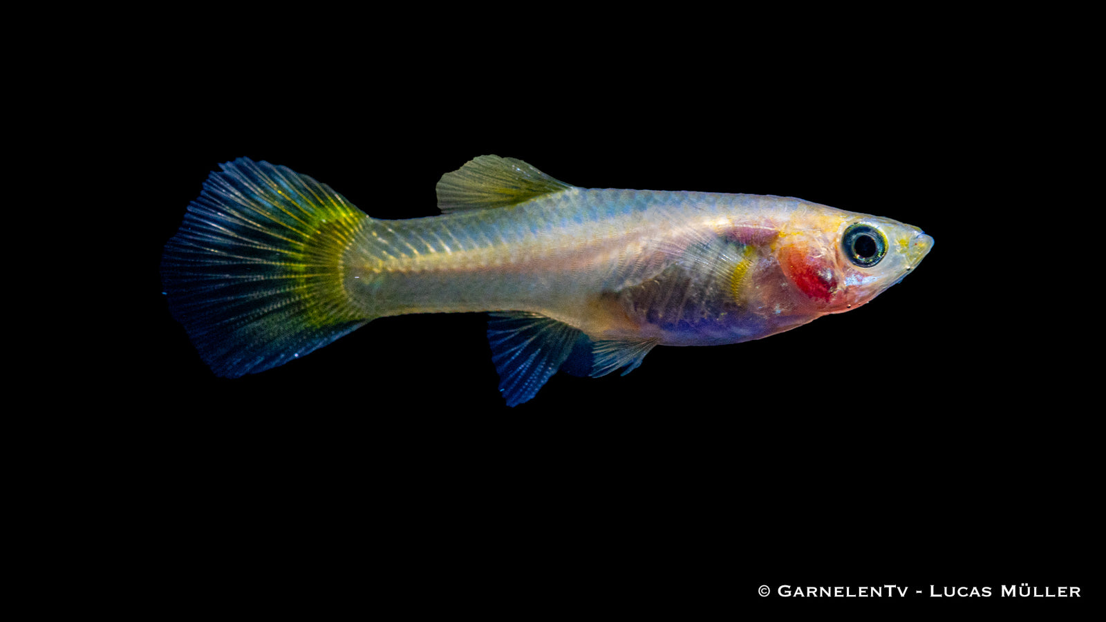 Weiblicher Guppy "Lemon" im Aquarium