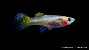 Weiblicher Guppy "Lemon" im Aquarium