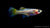 Weiblicher Guppy "Lemon" im Aquarium