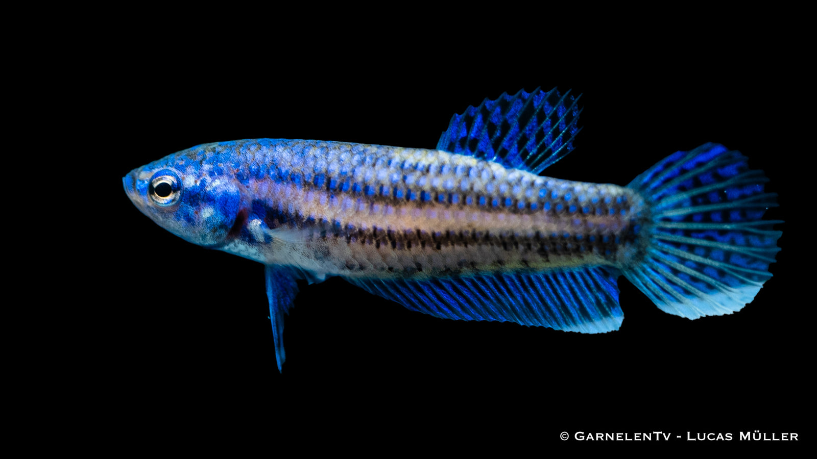 Weiblicher Kampffisch Hybrid Alien Betta sp. im Aquarium