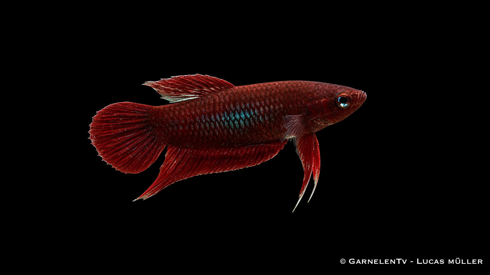 Weinroter Kampffisch - Betta claret