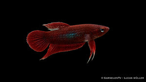 Weinroter Kampffisch - Betta claret