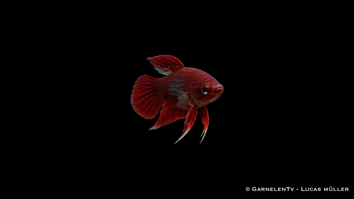 Weinroter Kampffisch - Betta claret