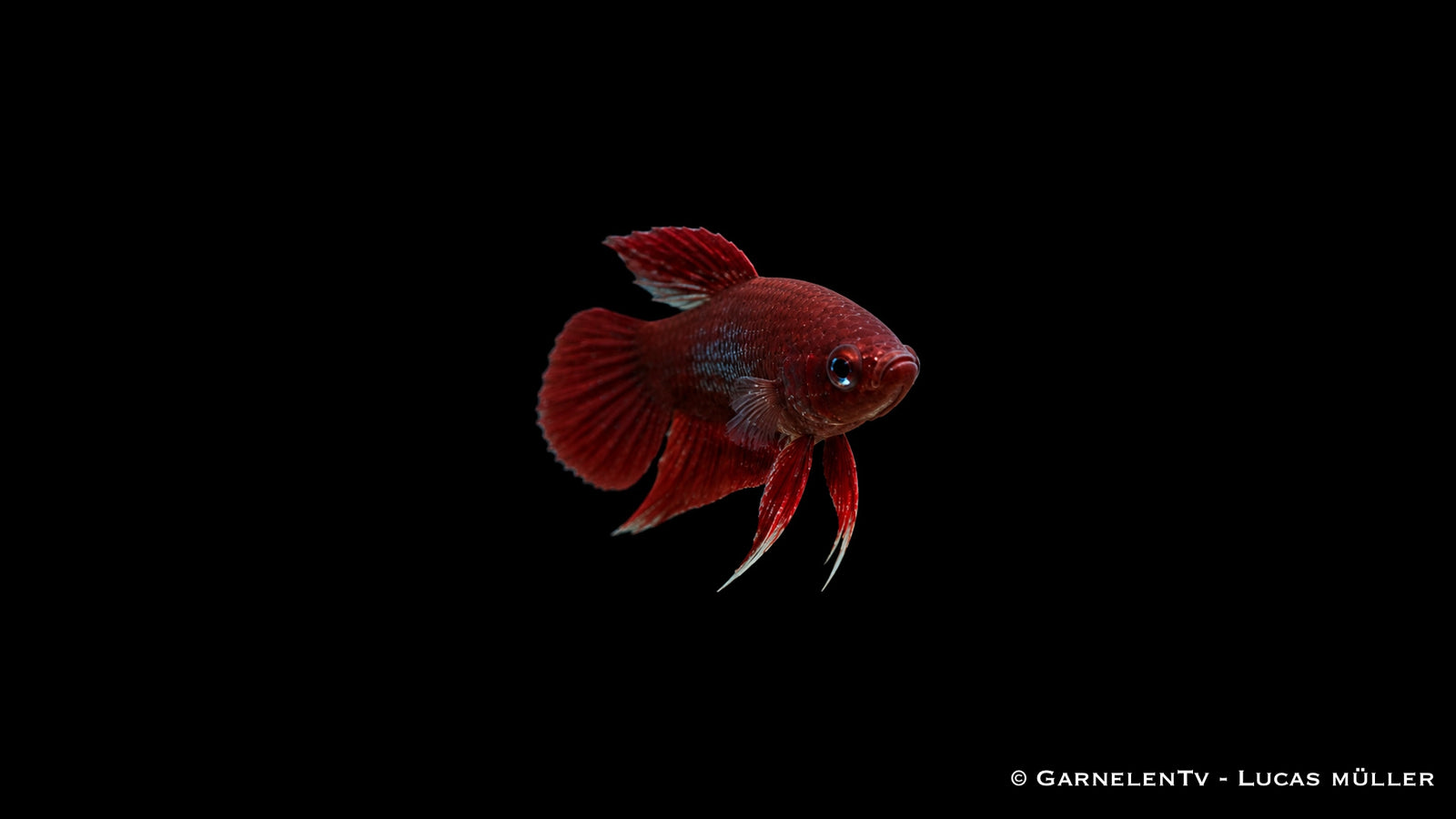 Weinroter Kampffisch - Betta claret