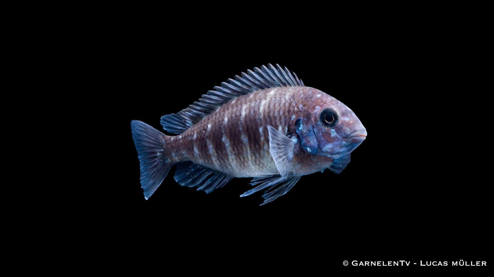 Weißpunktbuntbarsch - Tropheus duboisi maswa