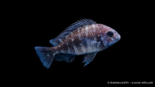 Weißpunktbuntbarsch - Tropheus duboisi maswa